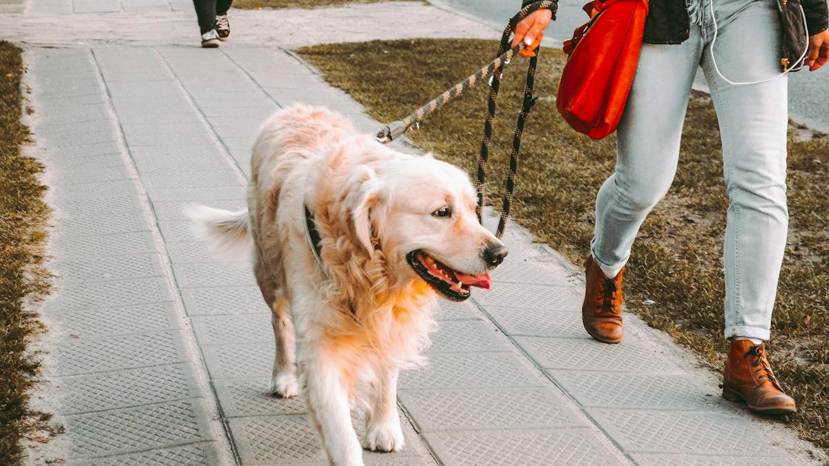 A person walking a golden retriever